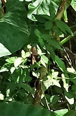 Papilio castor formosanus