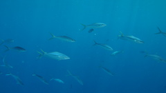 Elagatis bipinnulata