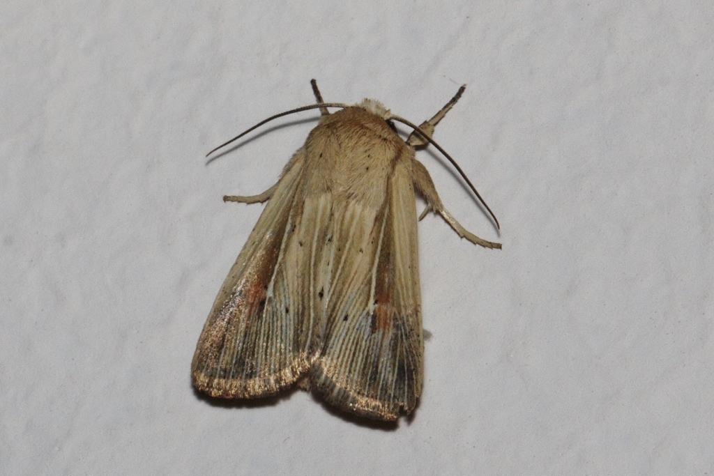 Vietteania torrentium