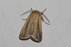 Vietteania torrentium