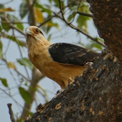 Daptrius chimachima cordatus