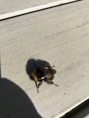 Bombus