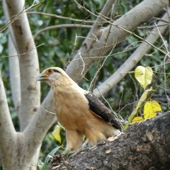 Daptrius chimachima cordatus
