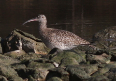 Numenius phaeopus