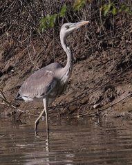 Ardea cinerea