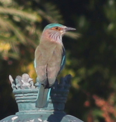 Coracias benghalensis