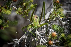 Hemisaga denticulata