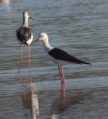 Himantopus himantopus