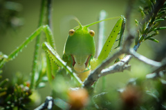 Hemisaga denticulata