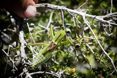 Hemisaga denticulata