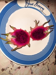 Selenicereus costaricensis