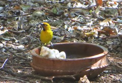 Ploceus ocularis suahelicus