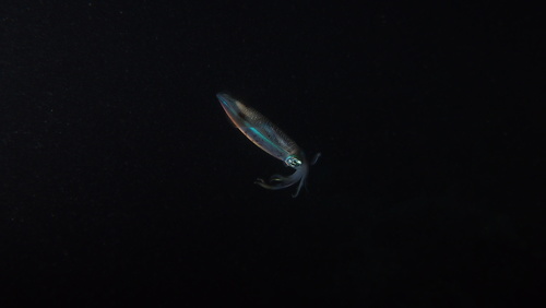 photo of Bigfin Reef Squid (Sepioteuthis lessoniana)