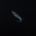 photo of Bigfin Reef Squid (Sepioteuthis lessoniana)