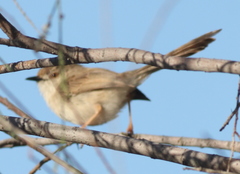 Prinia lepida