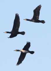 Phalacrocorax carbo