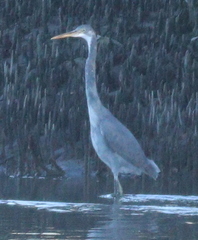 Egretta gularis