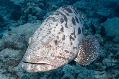 Epinephelus tukula