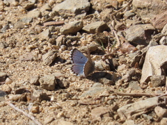 Pseudophilotes panoptes