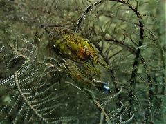 Synalpheus stimpsonii