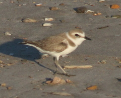 Charadrius alexandrinus