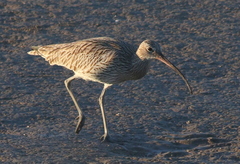 Numenius arquata