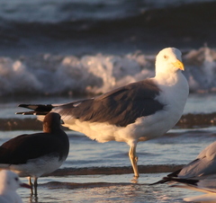 Larus fuscus