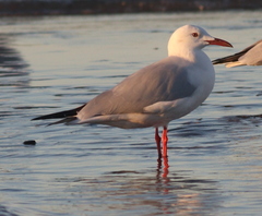 Chroicocephalus genei