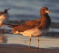 Ichthyaetus hemprichii