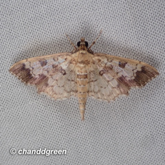 Ategumia adipalis