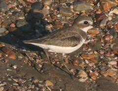Charadrius leschenaultii