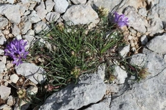 Edraianthus tenuifolius