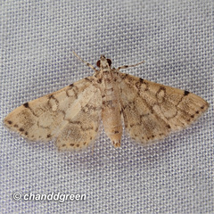 Lamprosema tampiusalis