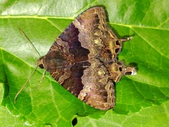 Coronidia leachi