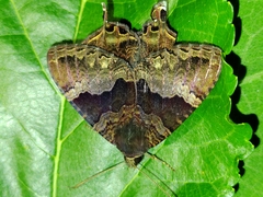 Coronidia leachi
