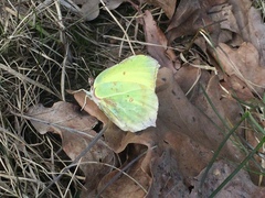 Gonepteryx rhamni