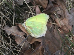 Gonepteryx rhamni