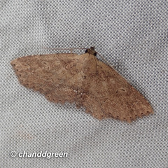 Cerynea punctilinealis