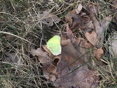 Gonepteryx rhamni