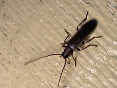 Sparedrus aspersus
