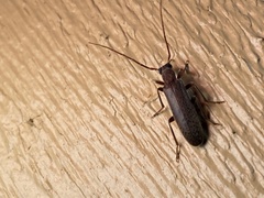 Sparedrus aspersus