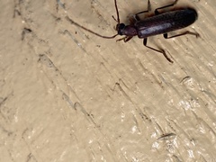 Sparedrus aspersus