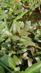 Hygrophila polysperma