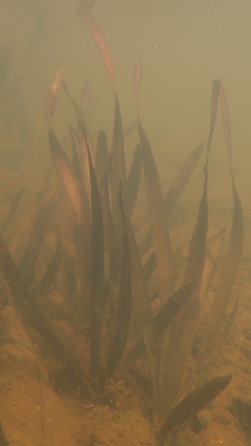 Vallisneria natans iNat (1)