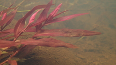 Persicaria kawagoeana