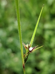Scleria ciliata