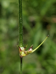 Scleria ciliata