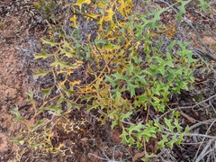 Grevillea flexuosa