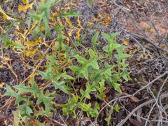 Grevillea flexuosa