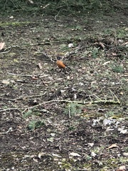 Turdus migratorius